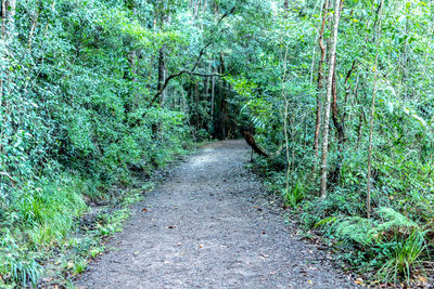 Footpath amidst trees in forest