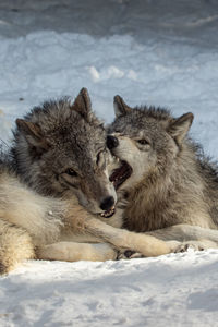 Wolves resting in snow