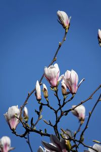 Low angle view of pink cherry blossoms against sky