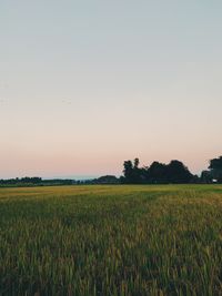 Scenic view of field against clear sky during sunset