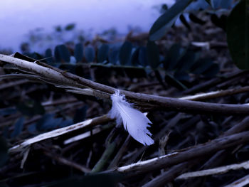 Close-up of white flowering plant