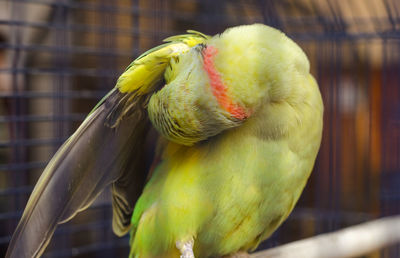 Exotic green parrot in a cage