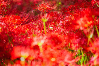 Full frame shot of dry leaves