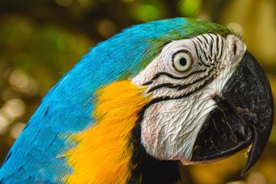 Close-up of blue parrot