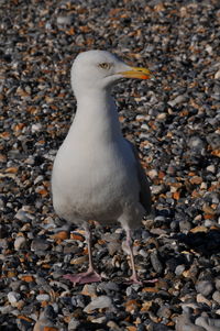 Close-up of seagull on rock