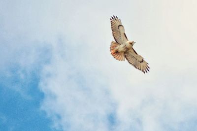 Low angle view of eagle flying