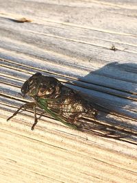 Close-up of insect on wood