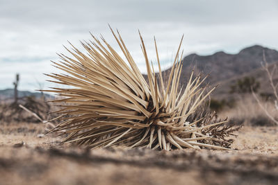 Close-up of dried plant on field