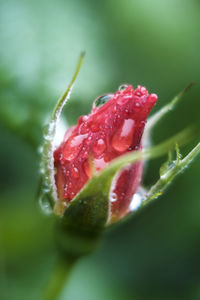 Close-up of wet red flower