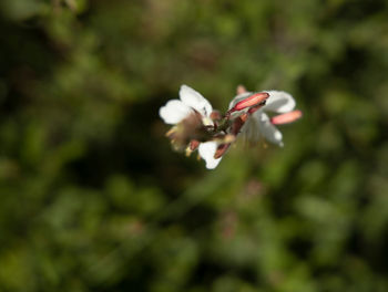 Close-up of white flowering plant