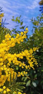 Close-up of yellow flowering plant on field