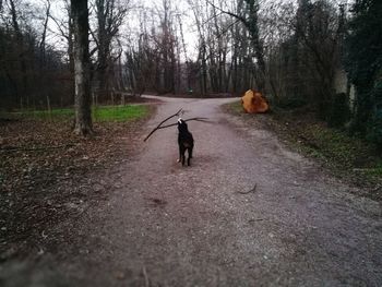 Rear view of woman with dog on road in forest