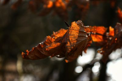 Close-up of dried leaf during autumn