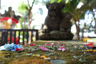 Close-up of pink flowering plants