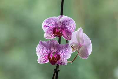 Close-up of pink orchid flower