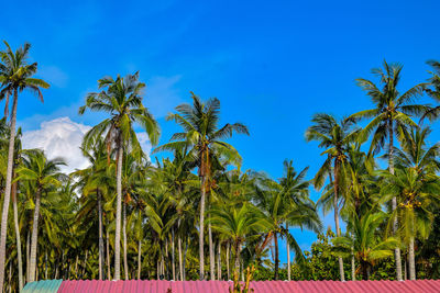 Palm trees on beach against blue sky