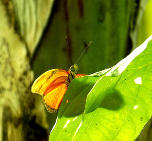 Close-up of butterfly on plant