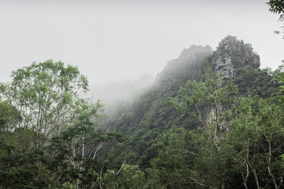 Scenic view of forest against sky