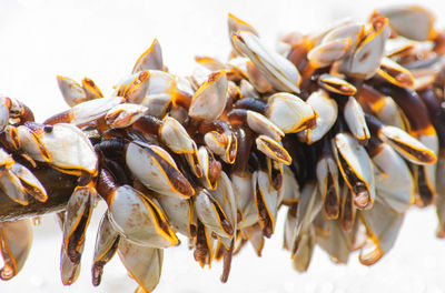 High angle view of shells on white background