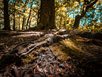 Sunlight falling on tree trunk in forest