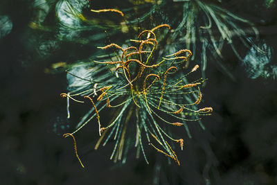 Close-up of pine tree.
