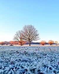 Bare trees on snow covered landscape against clear sky