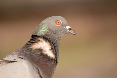 Close-up of a bird looking away