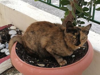 Cat in potted plant