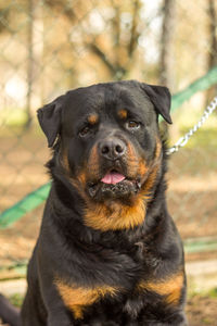 Close-up portrait of dog on field