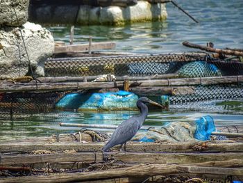 View of birds perching on lake