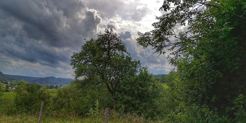 Trees on field against sky