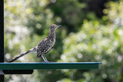 Close-up of bird perching on railing