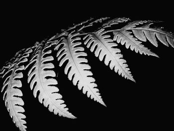 Close-up of fern against black background