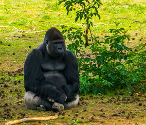 Elephant sitting on land