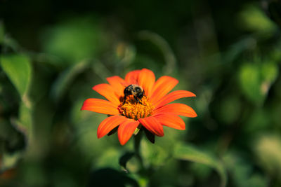 Close-up of bee pollinating on flower