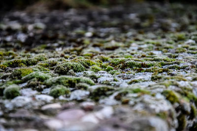 Close-up of moss growing on field
