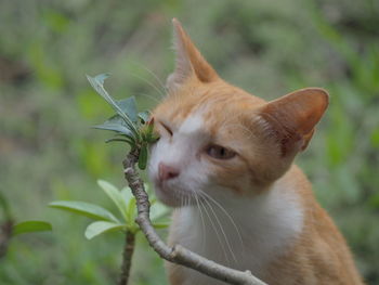 Close-up of a cat