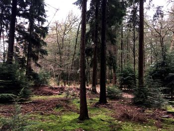 Trees in forest against sky