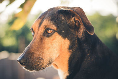 Close-up of a dog looking away