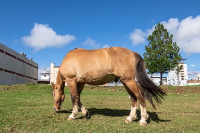 Horse grazing in field against sky