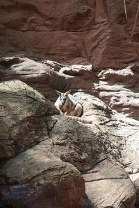 Cat lying on rock