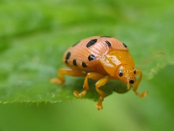 Close-up of insect on leaf