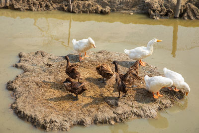 High angle view of seagulls at lakeshore