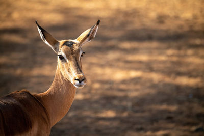 Close-up of female common impala turning head