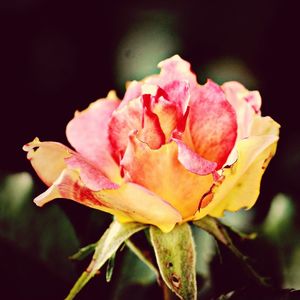 Close-up of pink rose