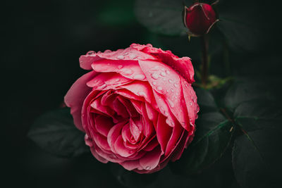 Close-up of red rose