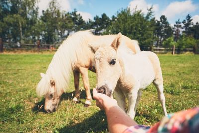 Close-up of hand holding horse on field