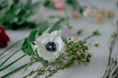 Close-up of white flower on plant