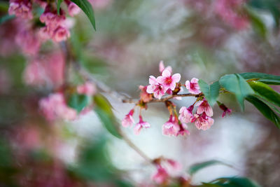 Close-up of pink cherry blossoms in spring