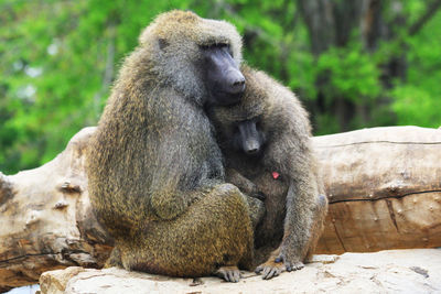 Monkey sitting on rock in zoo